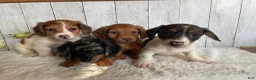 Miniature Dachshund dogs for sale: Luke - Ad 15