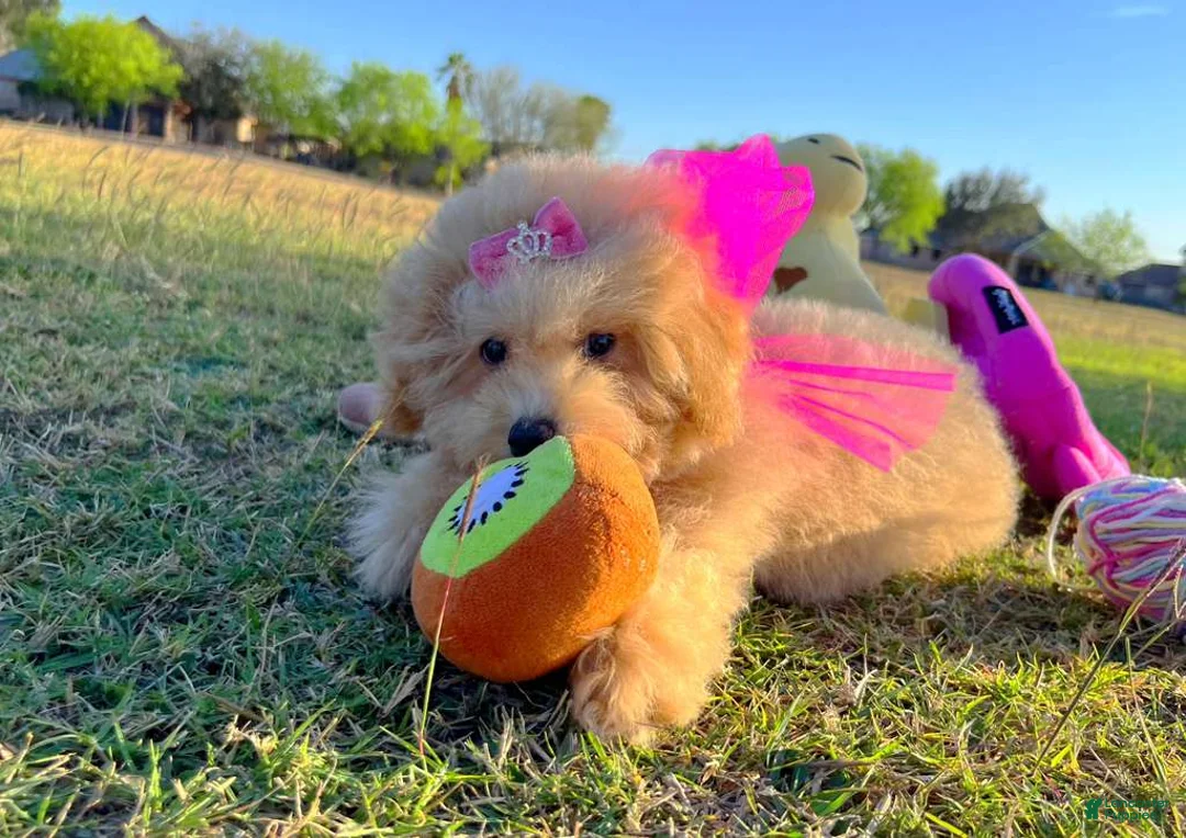 Maltipoo dogs for sale: Aurora - Ad 11