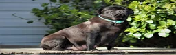 Mixed Breed dogs for sale: Yosemite Jug Puppy - Ad 6