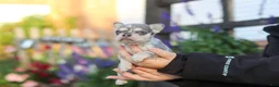 French Bulldog dogs for sale: Sienna - Ad 5