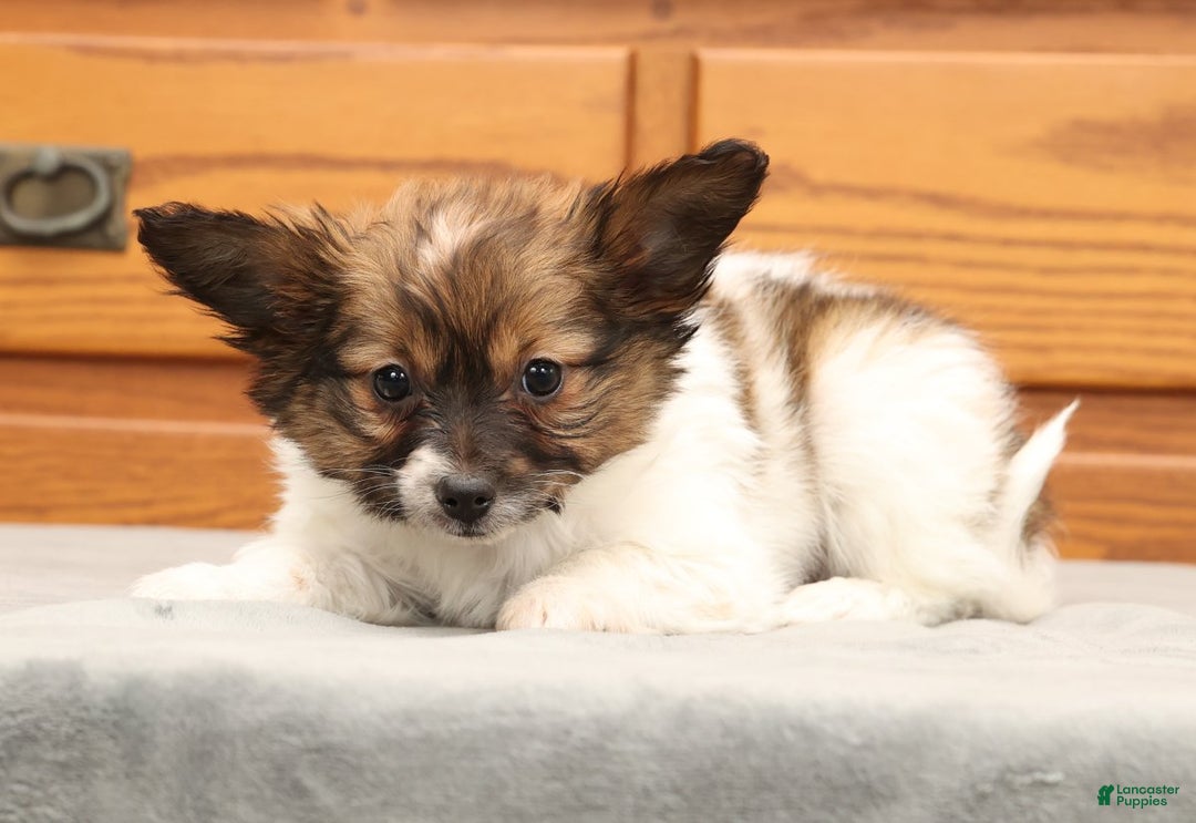 Papillon dogs for sale: Chloe - Ad 5