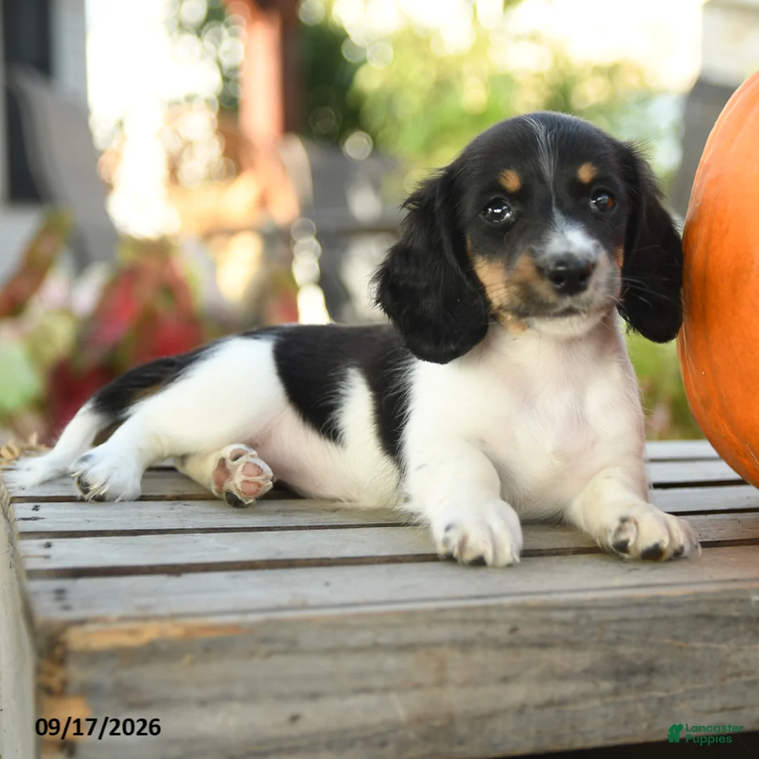 Miniature Dachshund dogs for sale: Raleigh - Ad 2