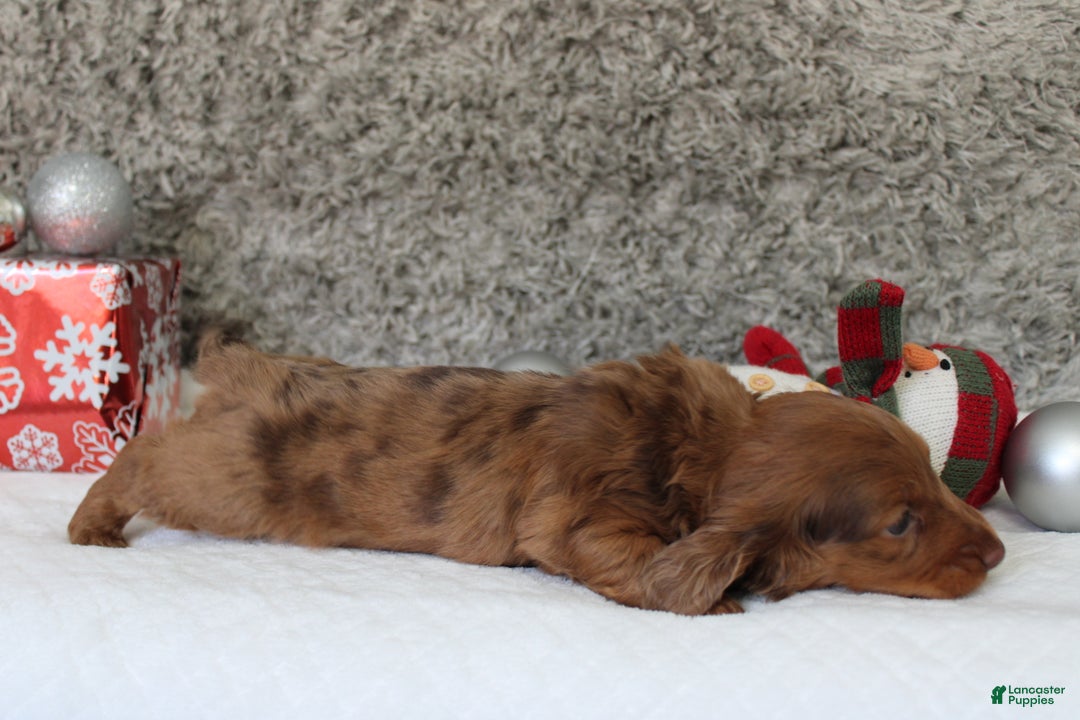 Miniature Dachshund dogs for sale: Shepard - Ad 17