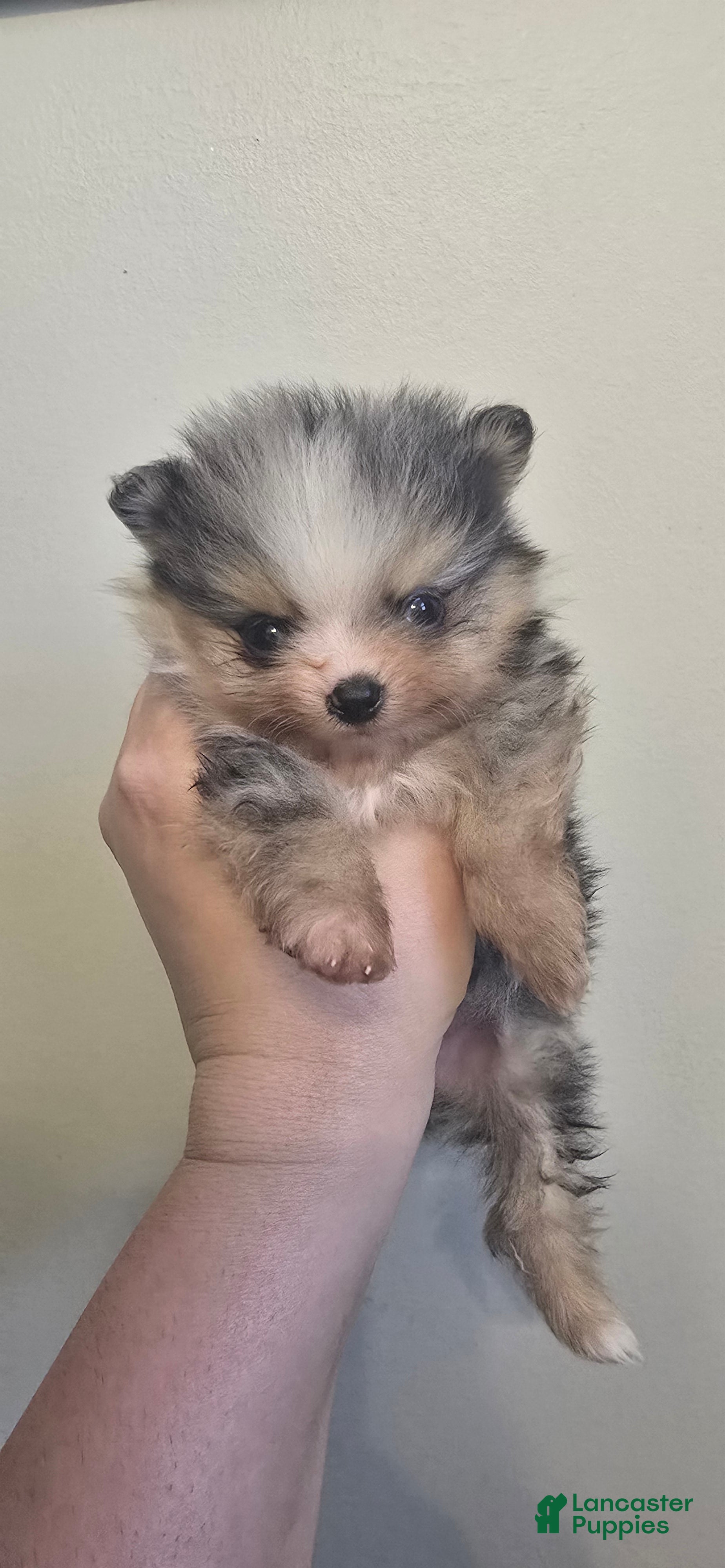 Pomeranian dogs Small merle boy - Ad 2