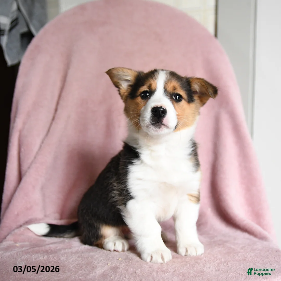 Mixed Breed dogs for sale: Salted Caramel - Ad 3