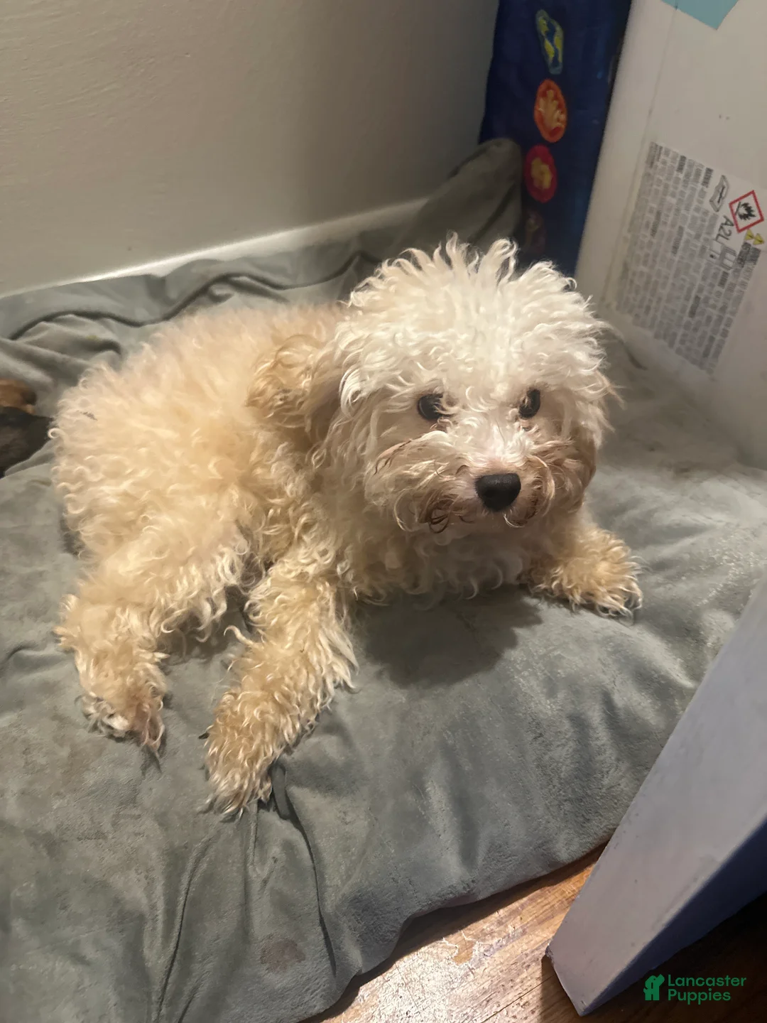 Yorkiepoo dogs for sale: Yorkiepoo Puppy 1 - Ad 3