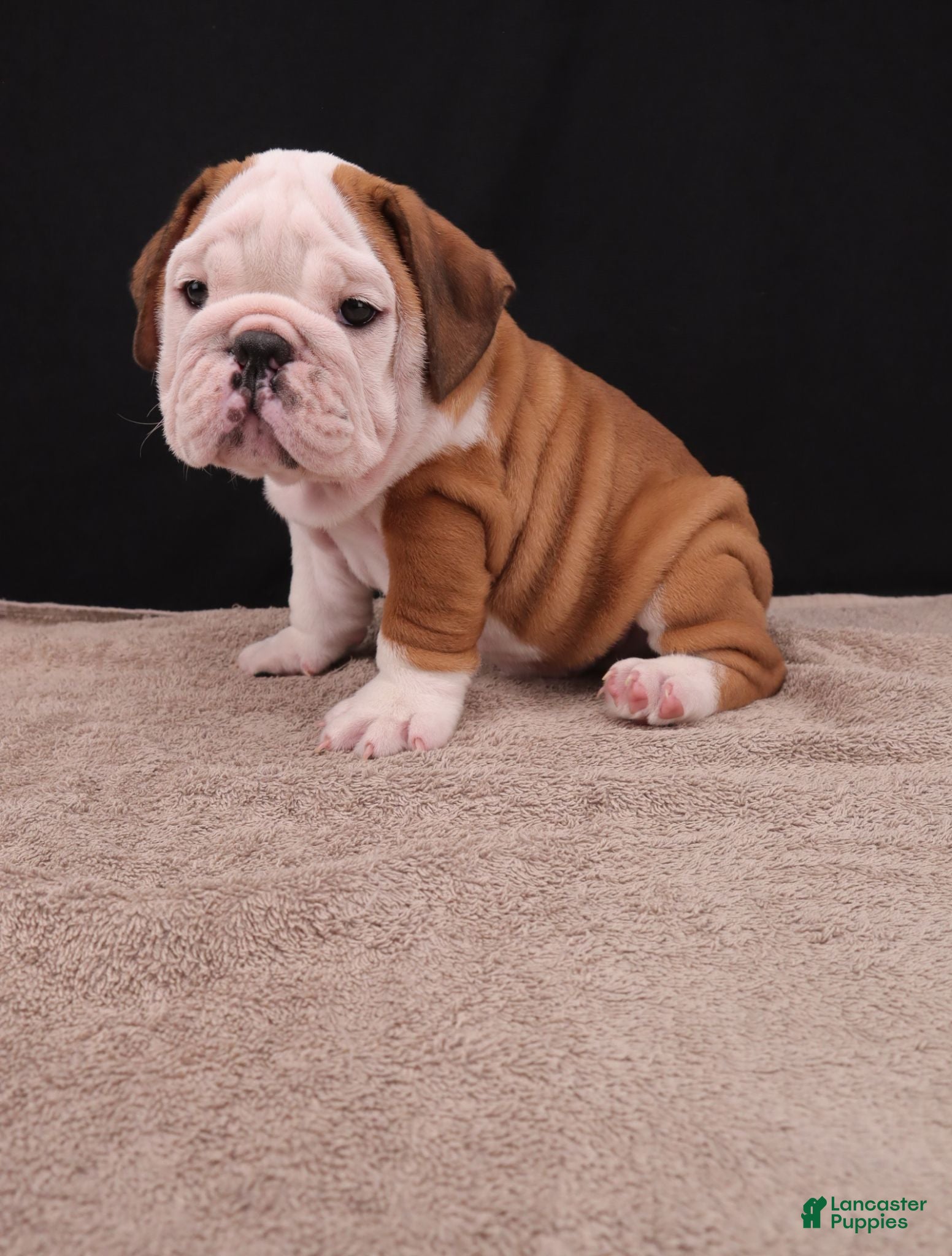 English Bulldog dogs Bruno - Ad 1