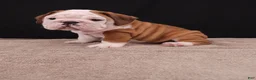 English Bulldog dogs for sale: Bruno - Ad 1