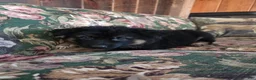 German Shepherd dogs for sale: Jessie - Ad 8
