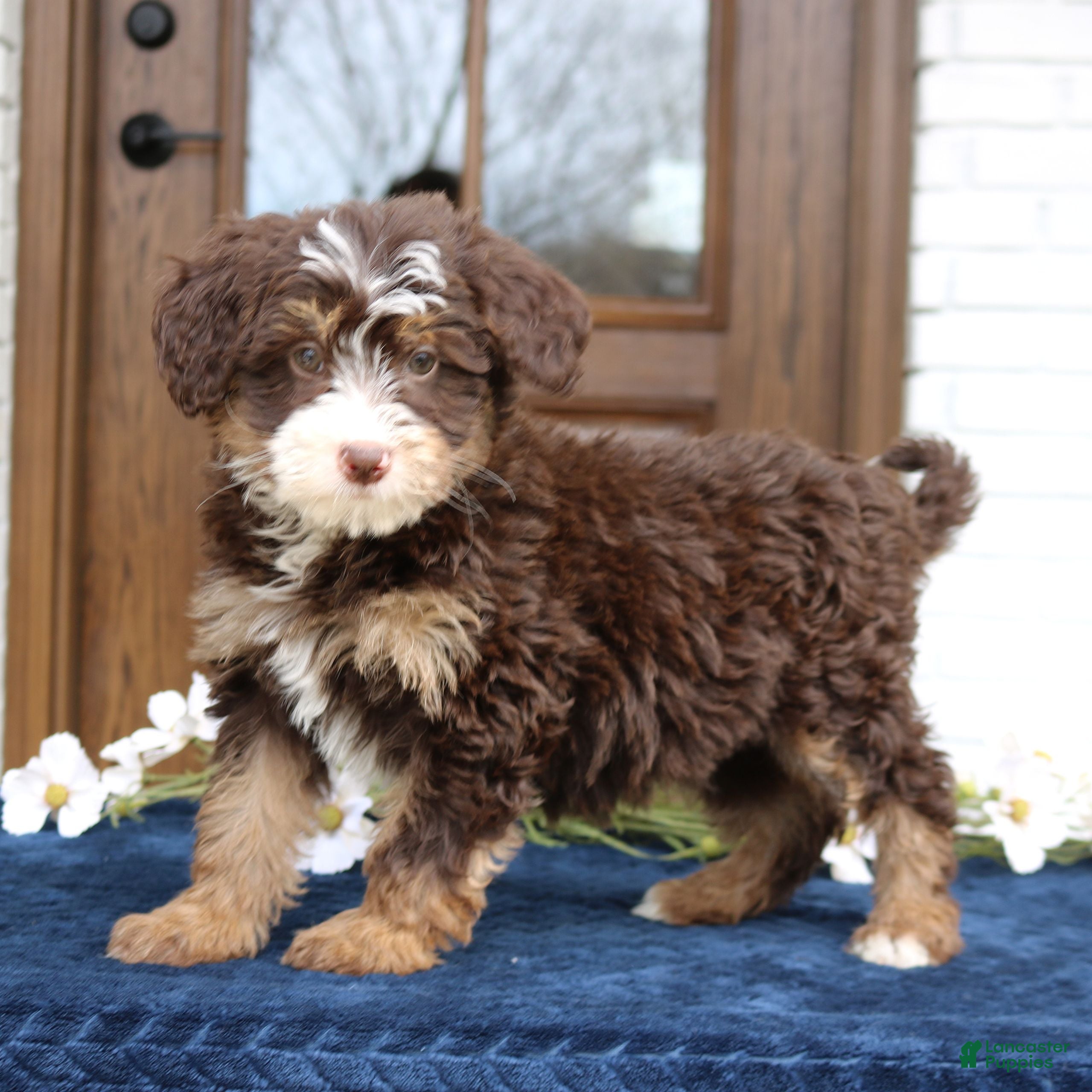 Mini Bernedoodle dogs Winnie  - Ad 1