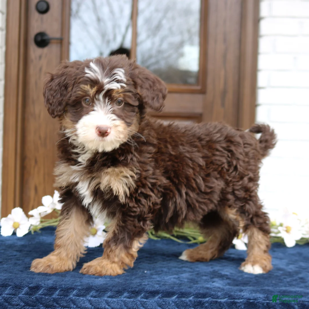 Mini Bernedoodle dogs for sale: Winnie  - Ad 1