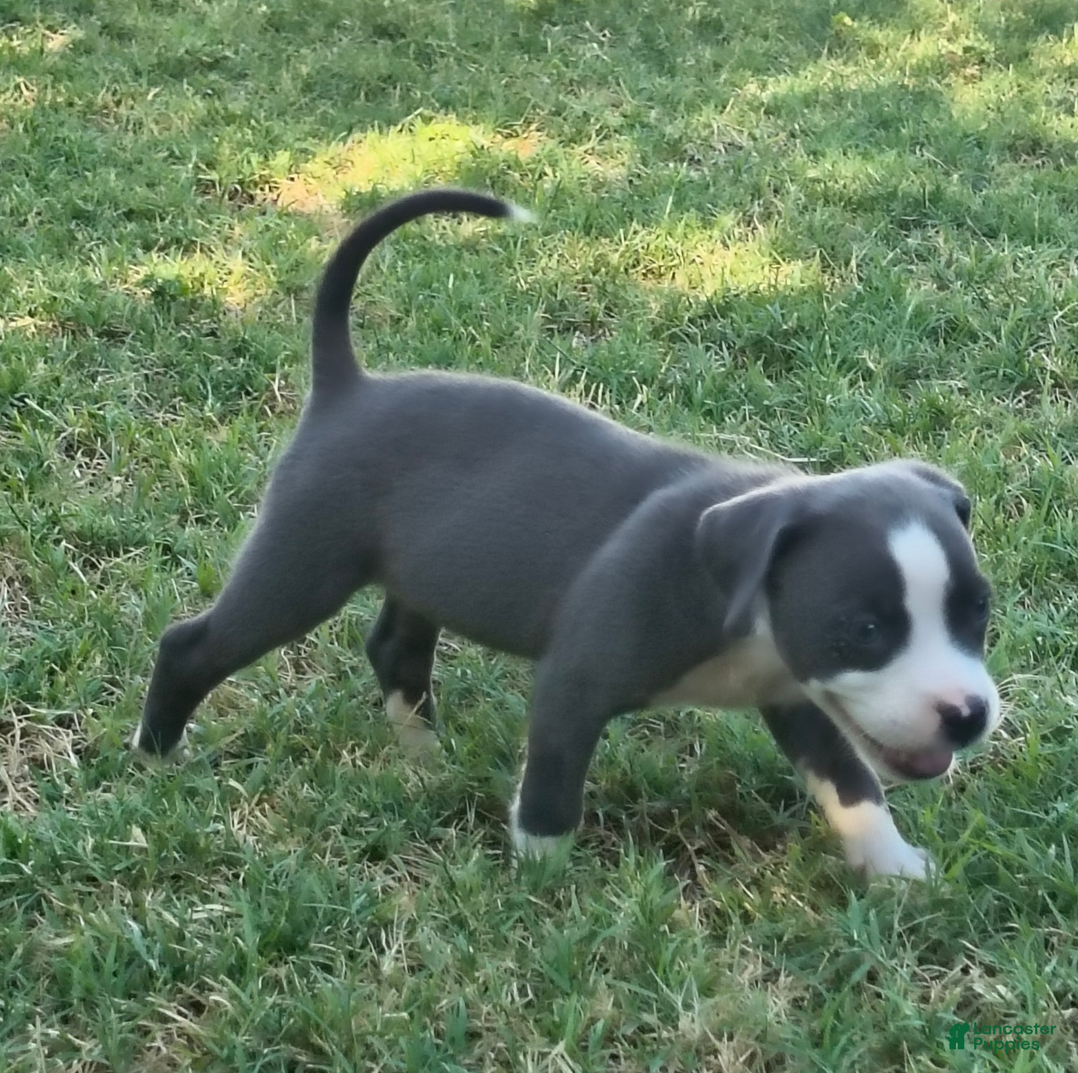 American Pit Bull Terrier dogs Bingo - Ad 33