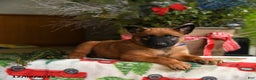 Belgian Malinois dogs for sale: Blueberry - Ad 5