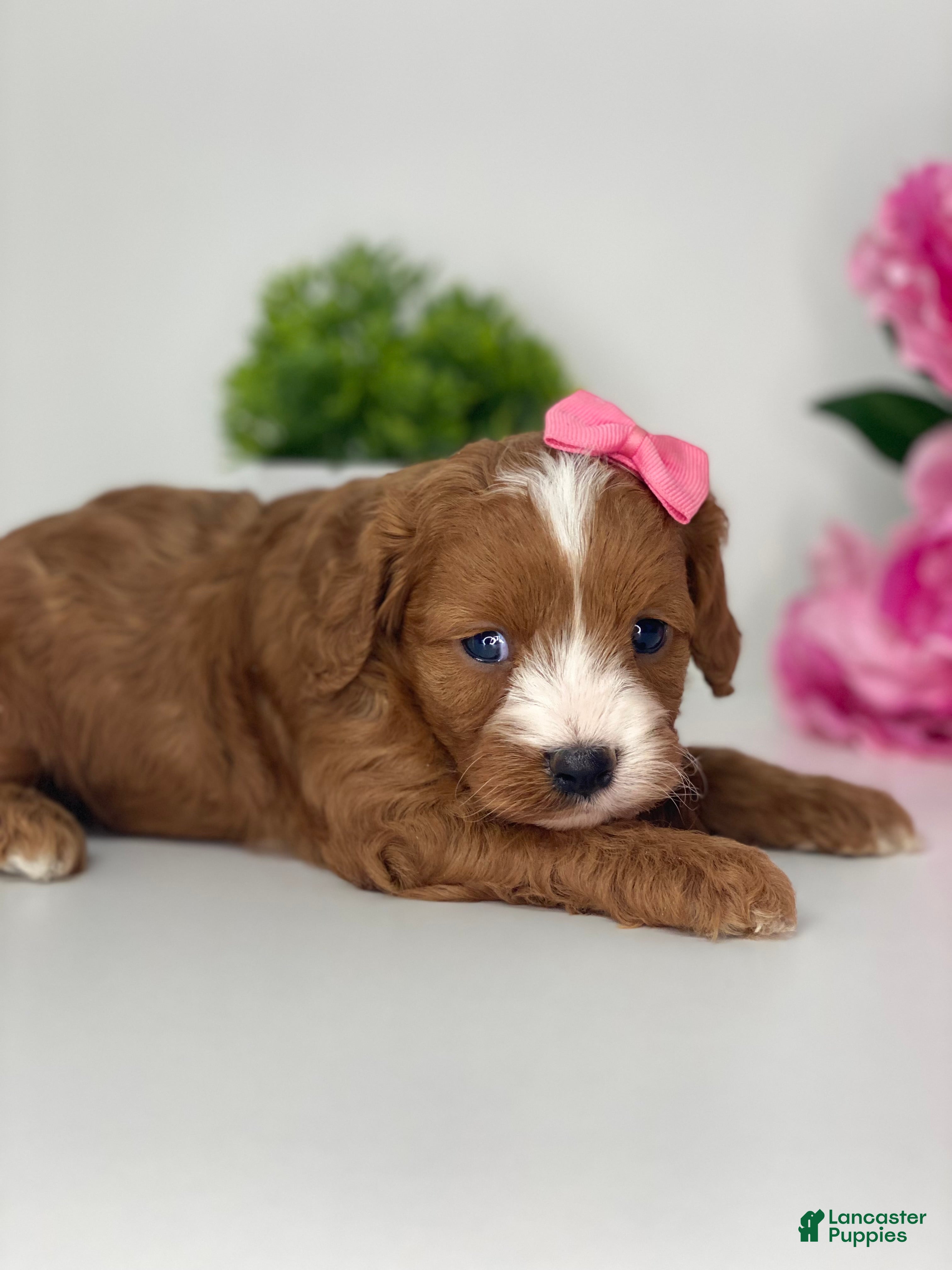 Cavapoo dogs Carie - Ad 2