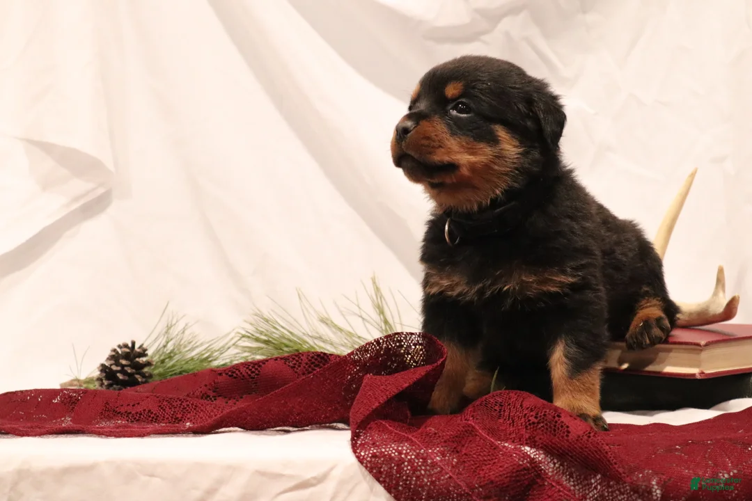 Rottweiler dogs for sale: Argus - Ad 3