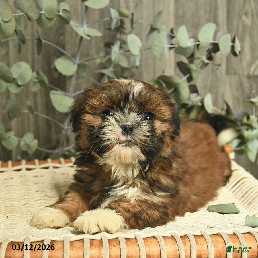 Shih Tzu dogs Rusty - Ad 2