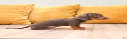 Miniature Dachshund dogs for sale: Hunter - Ad 4