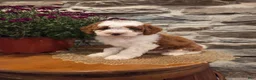 Mini Bernedoodle dogs for sale: EMMA - FEMALE Mini Bernedoodle 2 - Ad 14
