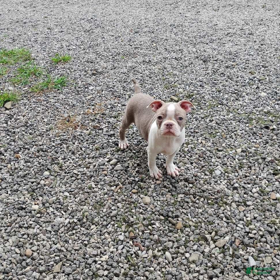 Boston Terrier dogs Roland - Ad 2