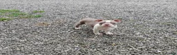 Boston Terrier dogs for sale: Roland - Ad 2
