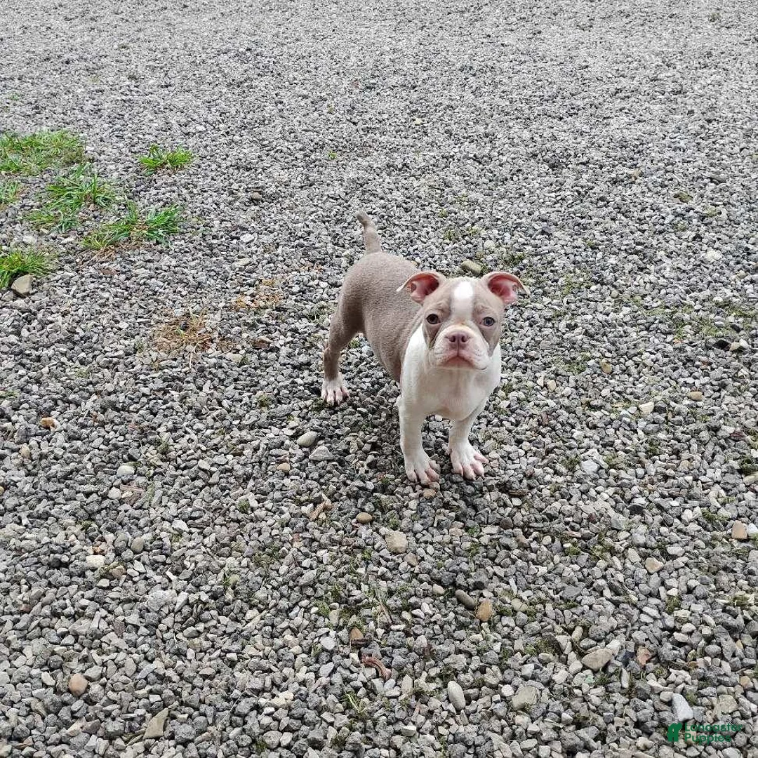 Boston Terrier dogs for sale: Roland - Ad 2