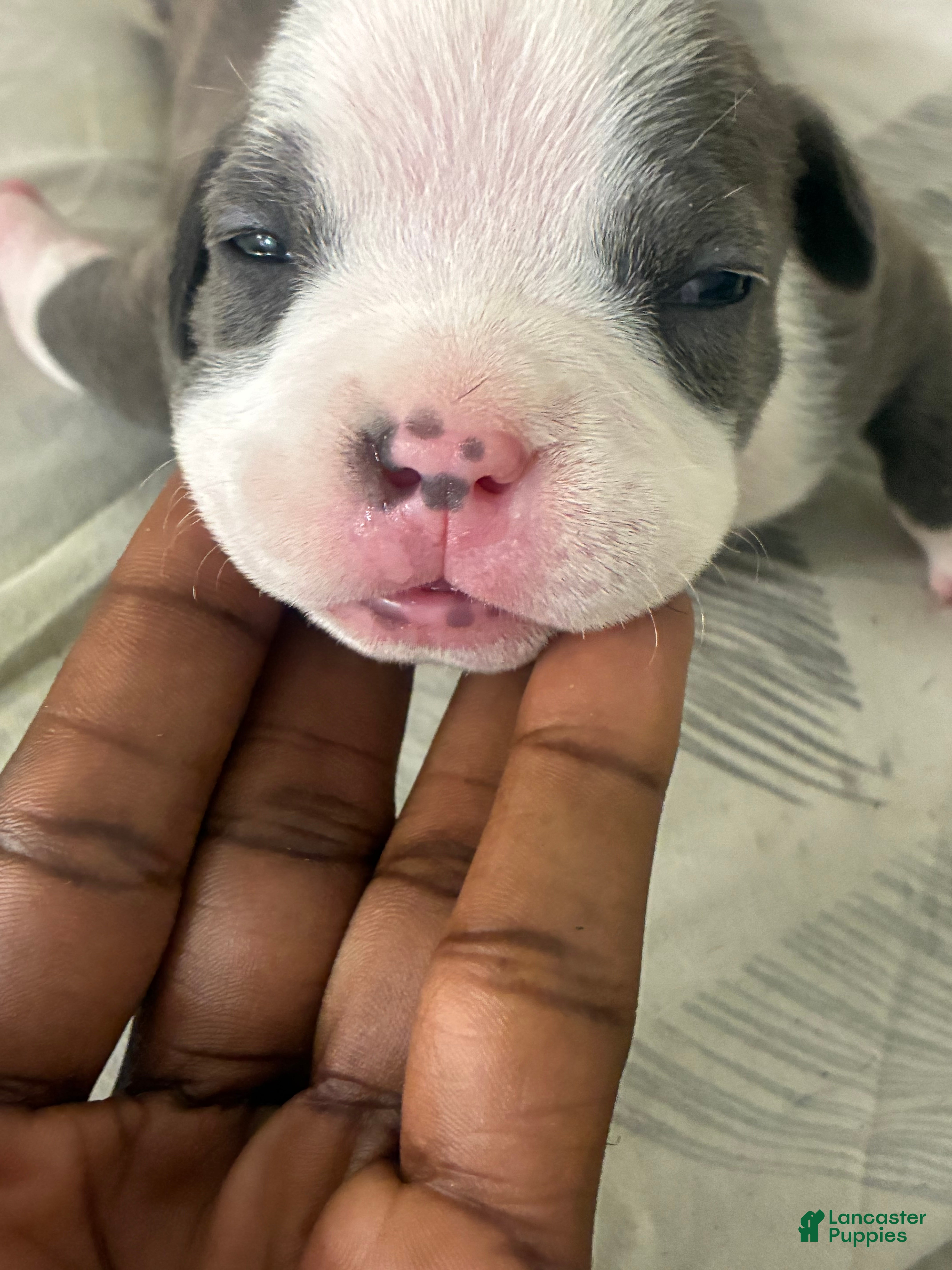 American Bully dogs for sale: American Bully 2 - Ad 15