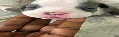 American Bully 2