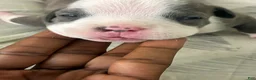 American Bully dogs for sale: American Bully 2 - Ad 1