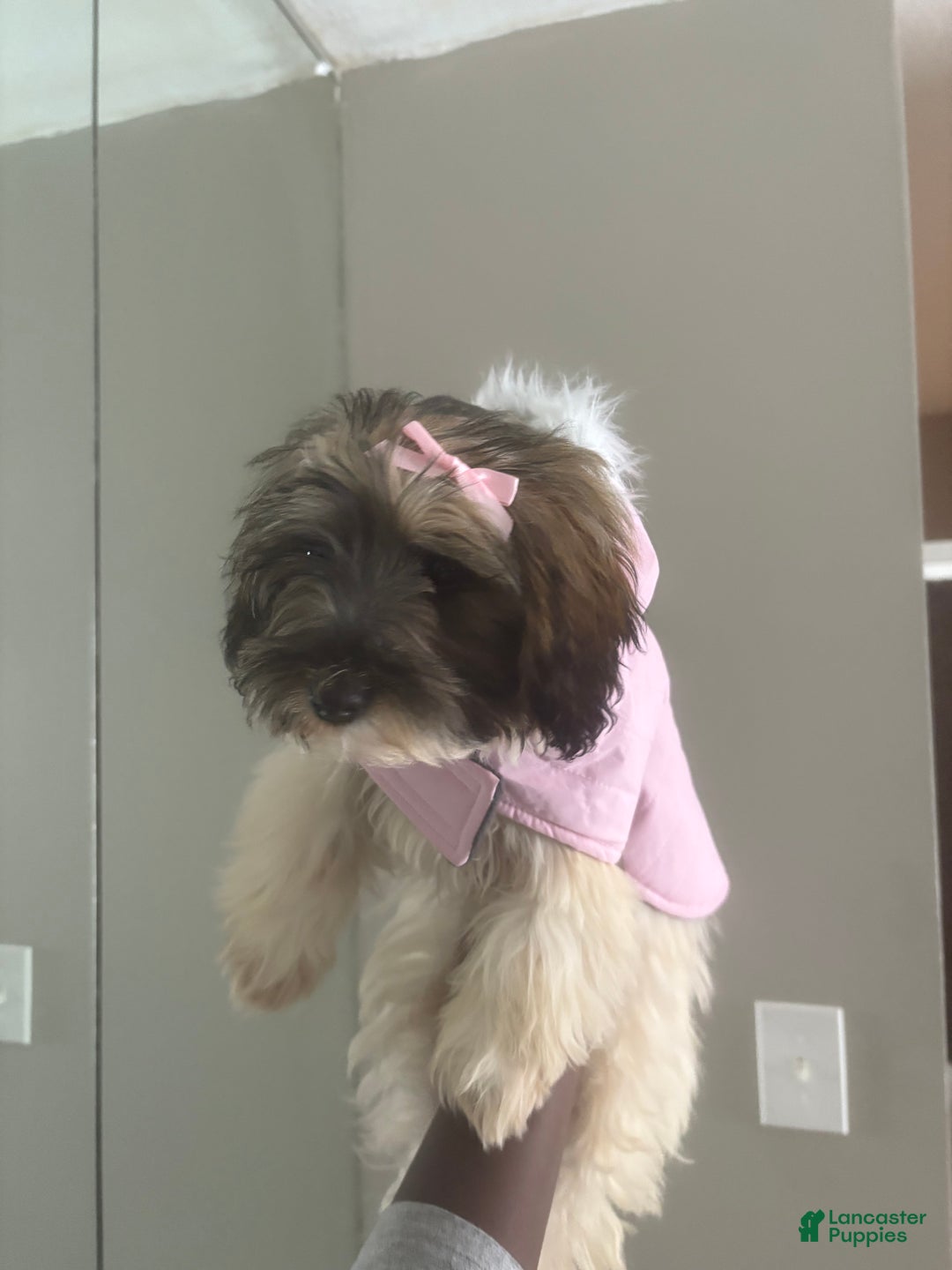 Havapoo dogs for sale: Stormi - Ad 3