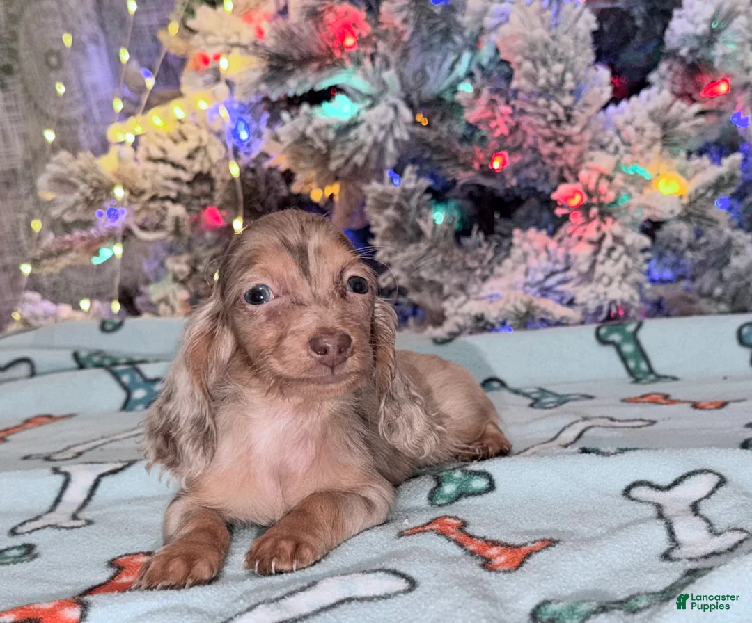 Miniature Dachshund dogs for sale: Bright blue eye - Ad 23