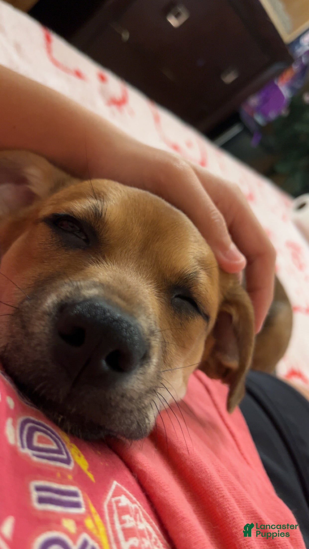 Jack Chi dogs for sale: Cugo  - Ad 1