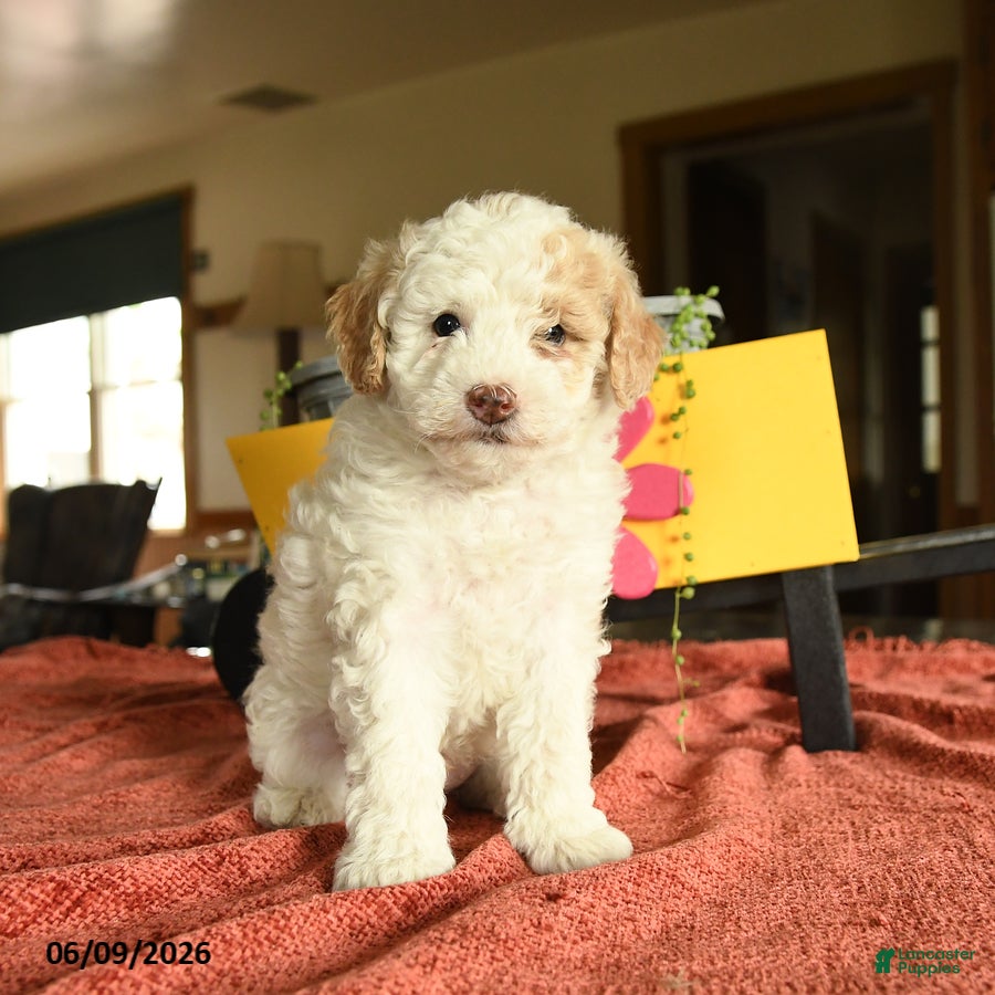 Miniature Poodle dogs Carson - Ad 1