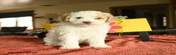 Miniature Poodle dogs for sale: Carson - Ad 1