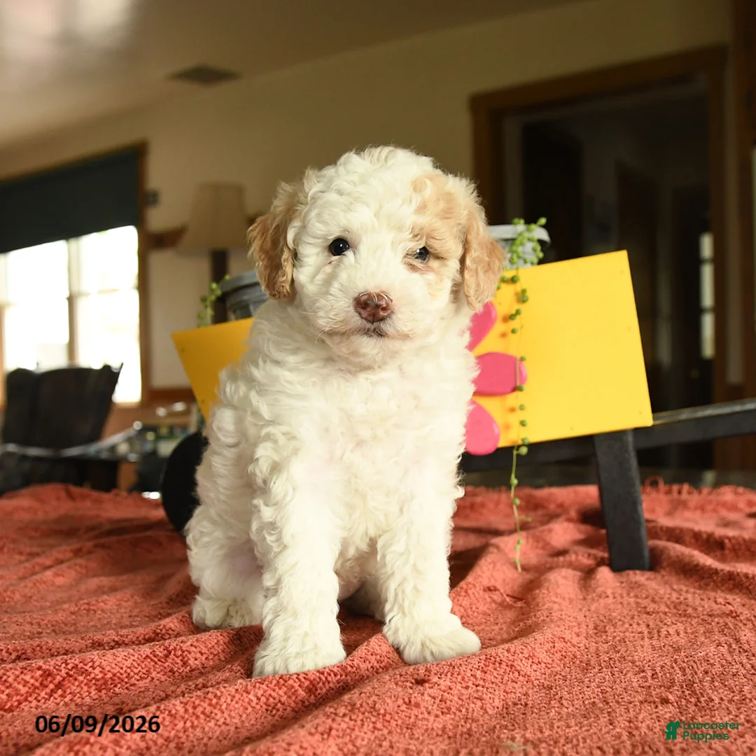Miniature Poodle dogs for sale: Carson - Ad 1
