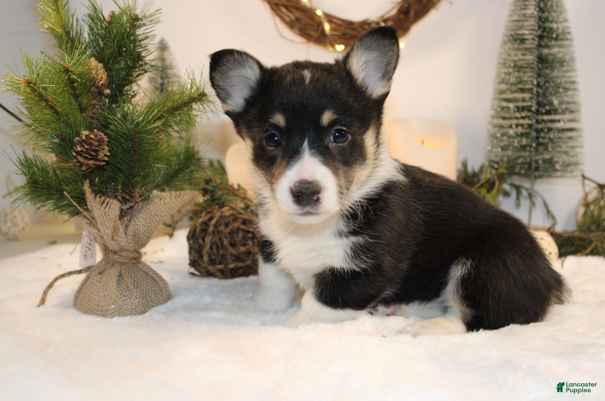 Welsh Corgi Pembroke dogs Abby - Ad 5