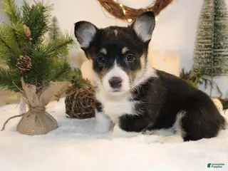 Welsh Corgi Pembroke dogs Abby - Ad 12