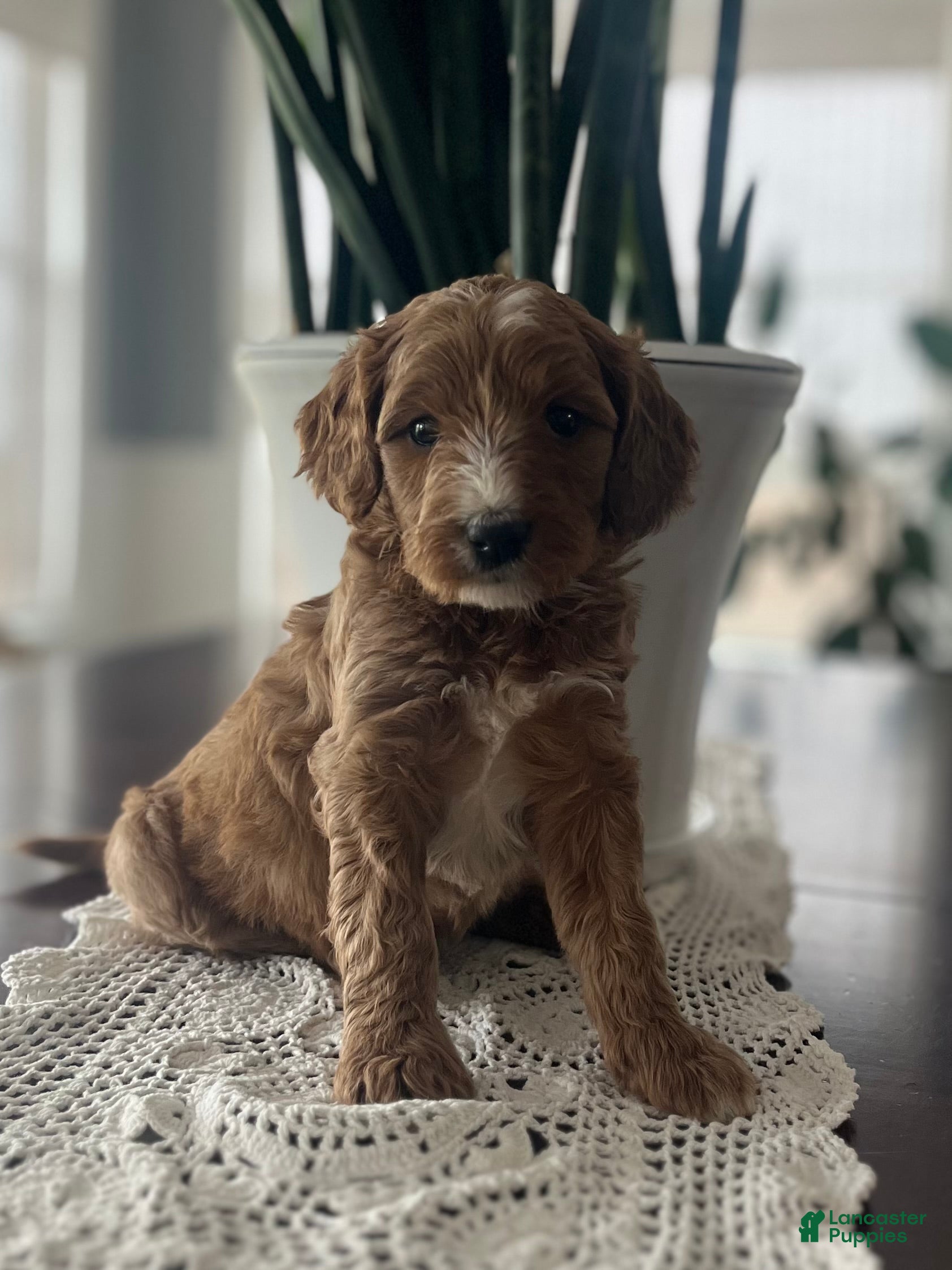 Cavapoo dogs Everest🩷 - Ad 1