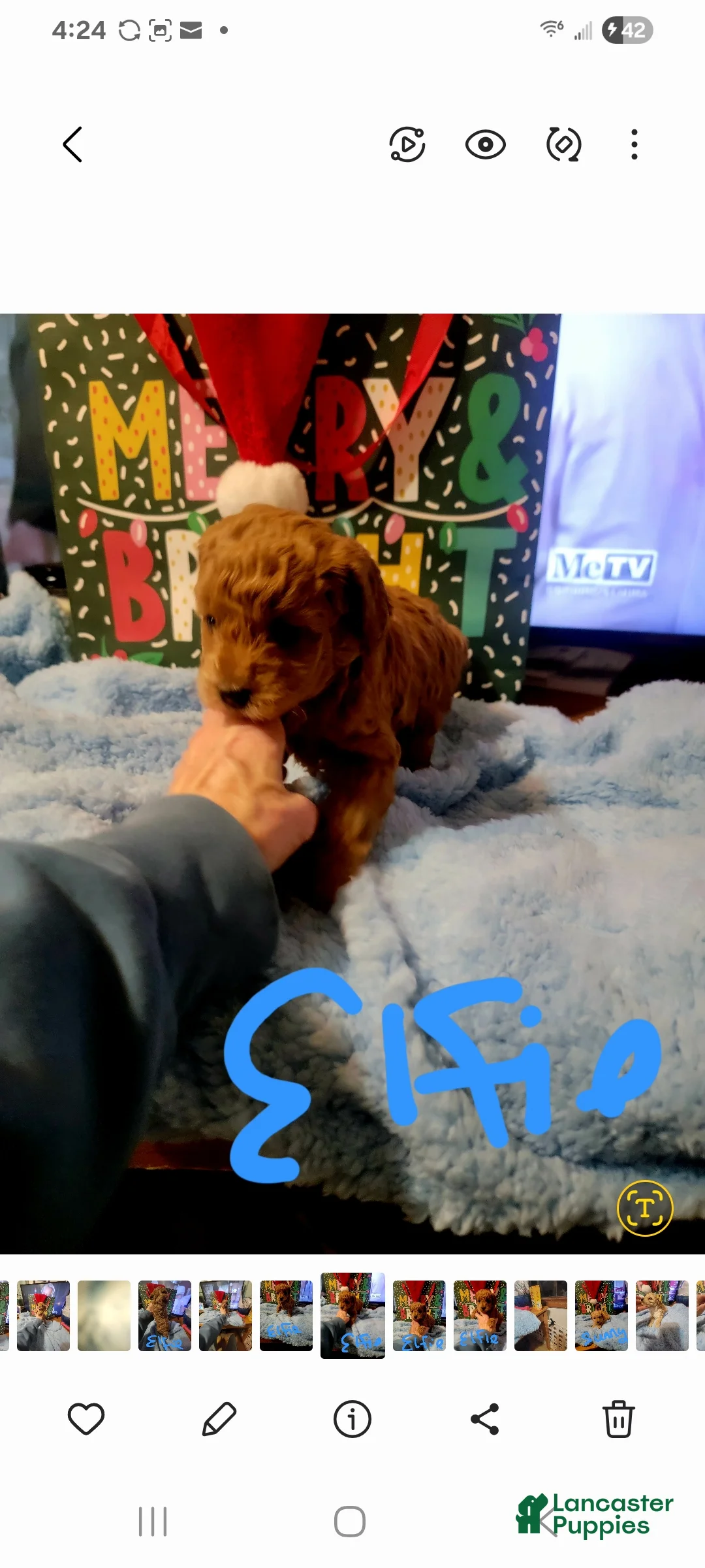 Toy Poodle dogs for sale: Elfie  - Ad 3