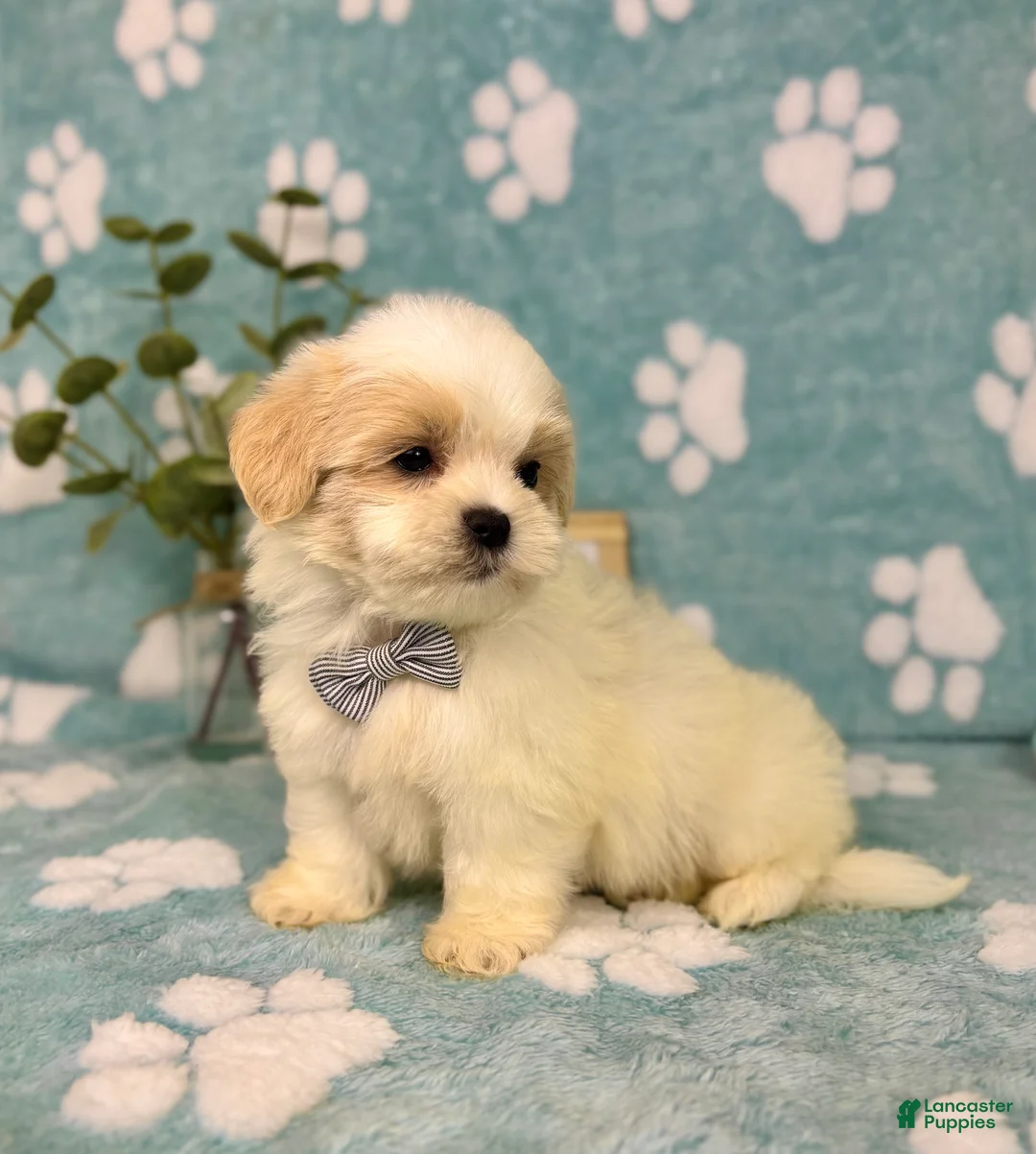 Malshi dogs for sale: Peanut - Ad 2