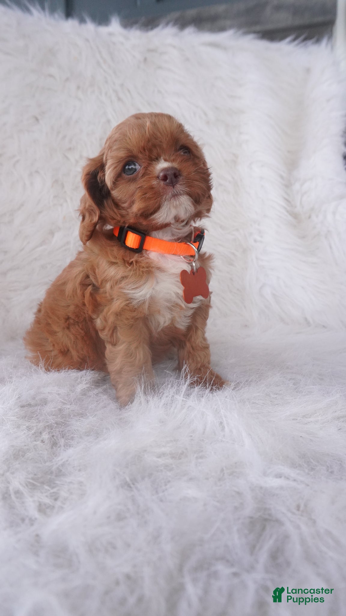 Cavapoo dogs Jasmine  - Ad 1