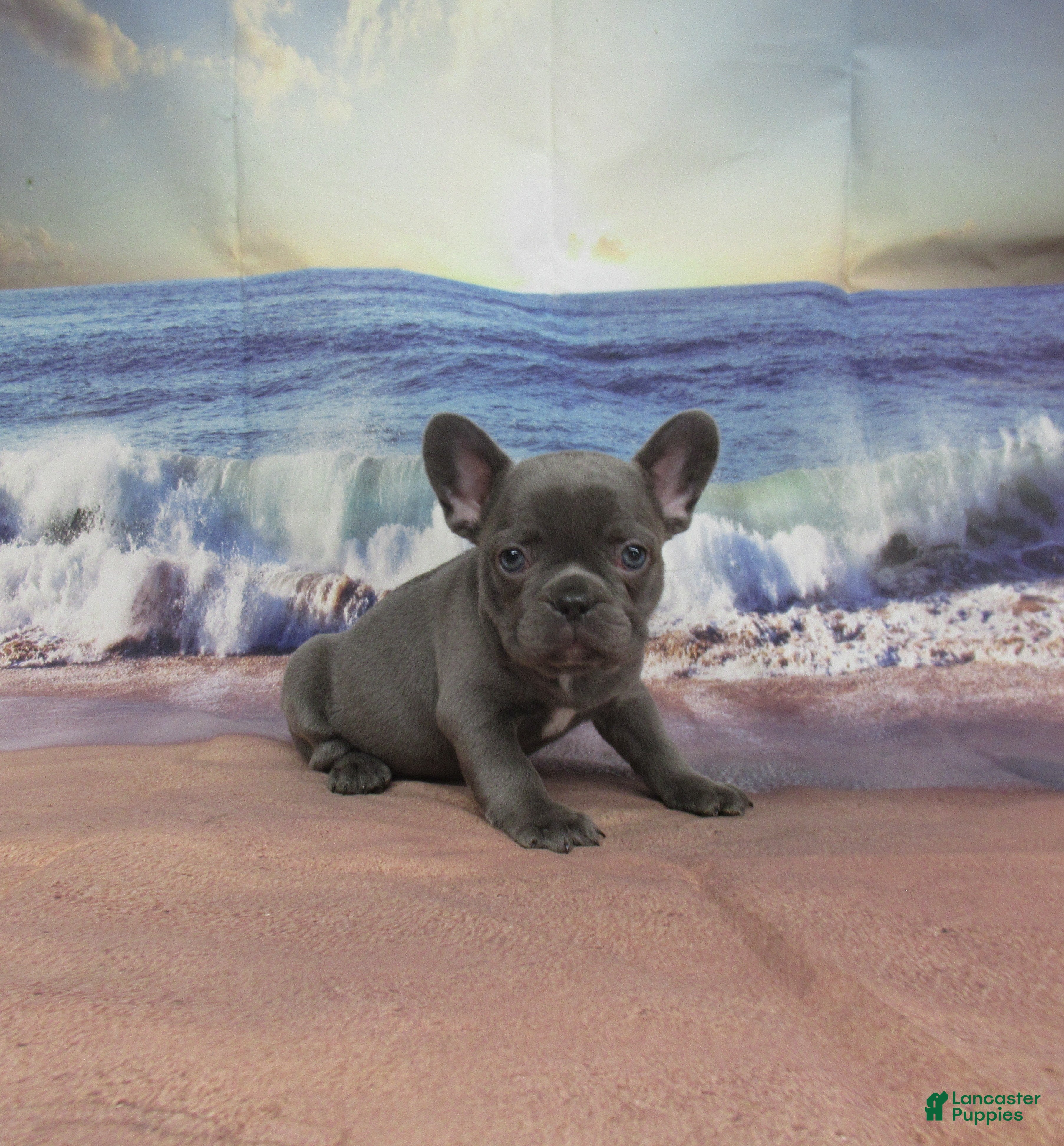French Bulldog dogs AKC Raina - Ad 1