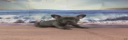 French Bulldog dogs for sale: AKC Raina - Ad 1