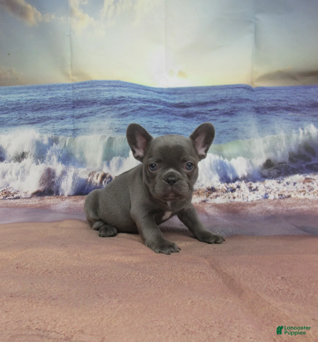 French Bulldog dogs for sale: AKC Raina - Ad 1