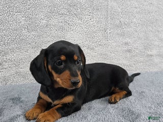 Miniature Dachshund dogs - Ad 14