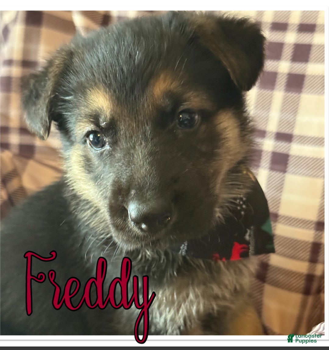 German Shepherd dogs for sale: German Shepherd Puppy 1 - Ad 1