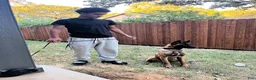Belgian Malinois dogs for sale: Belgian Malinois 8 - Ad 12