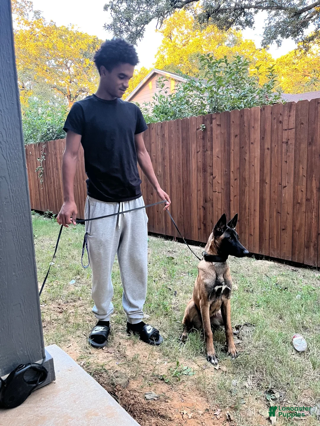 Belgian Malinois dogs for sale: Belgian Malinois 8 - Ad 12