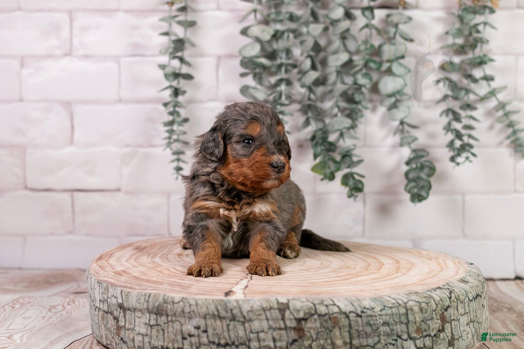 Bernedoodle dogs for sale: Summit - Ad 14