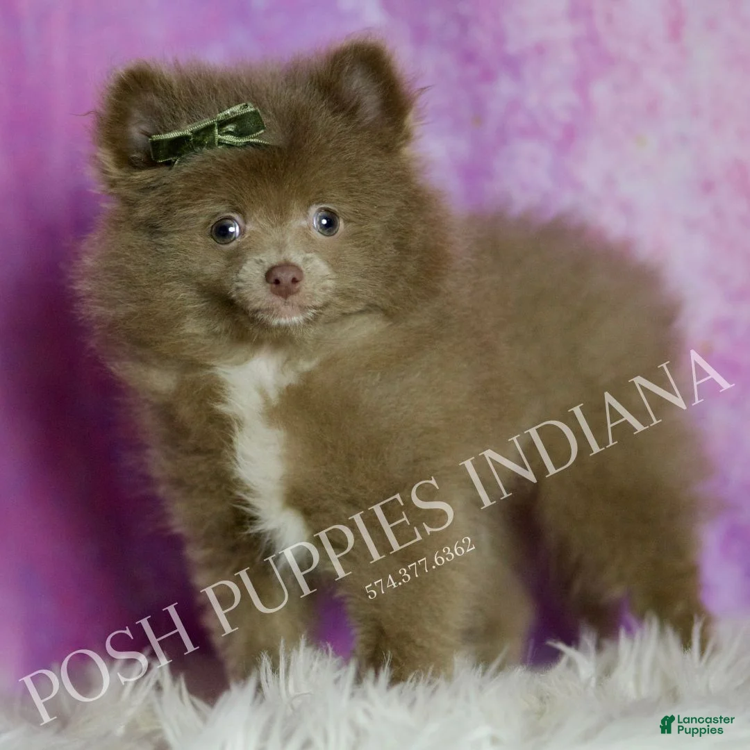 Pomeranian dogs for sale: Choco - Ad 3