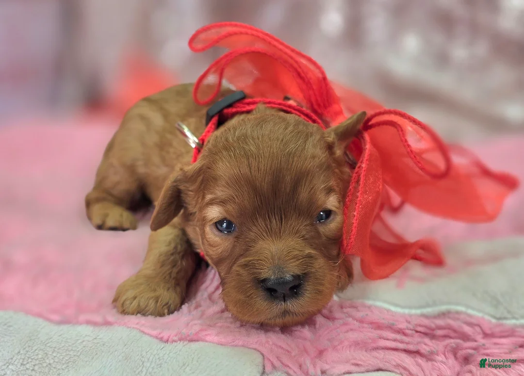 Cavapoo dogs for sale: Flint - Ad 5